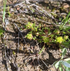 Brachyscome perpusilla at Throsby, ACT - 28 Sep 2021