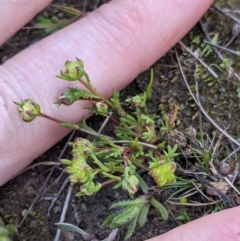 Brachyscome perpusilla at Throsby, ACT - 28 Sep 2021