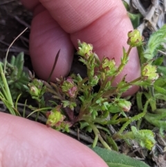 Brachyscome perpusilla at Throsby, ACT - 28 Sep 2021