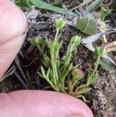 Brachyscome perpusilla at Throsby, ACT - 28 Sep 2021