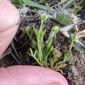 Brachyscome perpusilla at Throsby, ACT - 28 Sep 2021