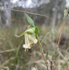 Pimelea linifolia (Slender Rice Flower) at Aranda Bushland - 23 Aug 2022 by lbradley