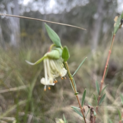 Pimelea linifolia (Slender Rice Flower) at Aranda, ACT - 23 Aug 2022 by lbradley