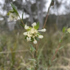 Pimelea linifolia at Aranda, ACT - 23 Aug 2022