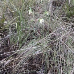 Pimelea linifolia at Aranda, ACT - 23 Aug 2022 04:17 PM