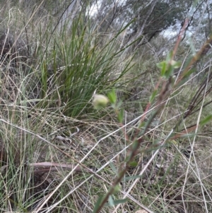 Pimelea linifolia at Aranda, ACT - 23 Aug 2022