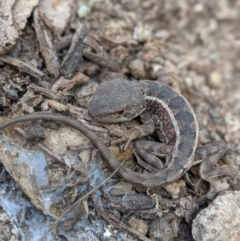 Diporiphora nobbi (Nobbi Dragon) at Williamsdale, NSW - 18 Oct 2021 by mainsprite