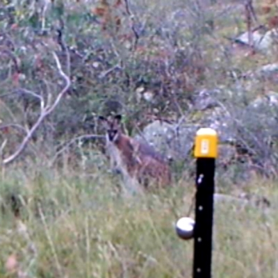 Notamacropus rufogriseus (Red-necked Wallaby) at Kambah, ACT - 23 Mar 2022 by MountTaylorParkcareGroup