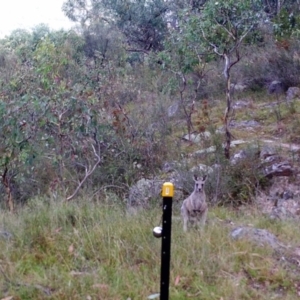 Macropus giganteus at Kambah, ACT - 23 Mar 2022