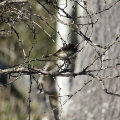 Acanthiza pusilla (Brown Thornbill) at Narooma, NSW - 10 Oct 2020 by Amata