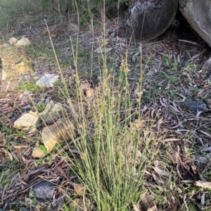 Juncus subsecundus at Bruce, ACT - suppressed