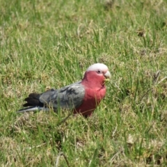 Eolophus roseicapilla (Galah) at Narooma, NSW - 10 Oct 2020 by Amata