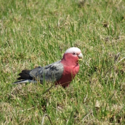 Eolophus roseicapilla (Galah) at Narooma, NSW - 9 Oct 2020 by Birdy