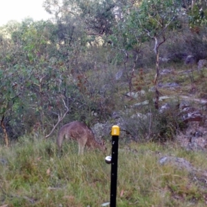 Macropus giganteus at Kambah, ACT - 23 Mar 2022