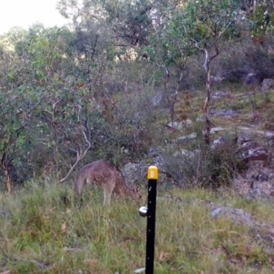 Macropus giganteus (Eastern Grey Kangaroo) at Mount Taylor - 22 Mar 2022 by MountTaylorParkcareGroup