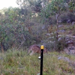 Macropus giganteus at Kambah, ACT - 23 Mar 2022