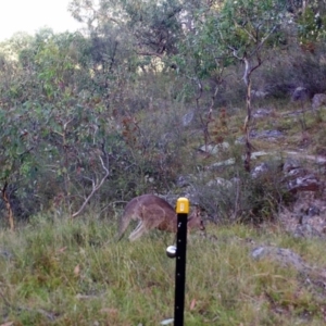 Macropus giganteus at Kambah, ACT - 23 Mar 2022