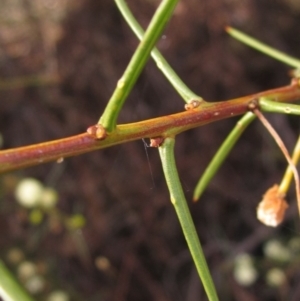 Acacia genistifolia at Yarralumla, ACT - 13 Aug 2022