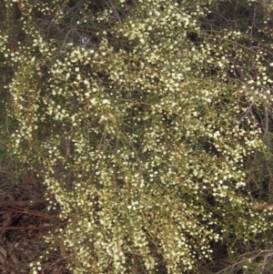 Acacia genistifolia at Yarralumla, ACT - 13 Aug 2022