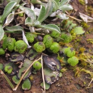 Asterella drummondii at Latham, ACT - 22 Aug 2022 12:27 PM