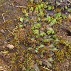 Asterella drummondii at Latham, ACT - 22 Aug 2022 12:27 PM