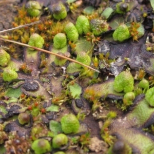 Asterella drummondii at Latham, ACT - 22 Aug 2022 12:27 PM