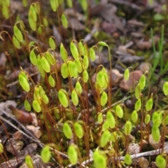 Rosulabryum sp. (A moss) at Latham, ACT - 22 Aug 2022 by pinnaCLE