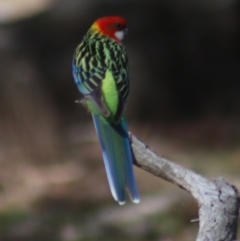 Platycercus eximius at Gundaroo, NSW - 21 Aug 2022 10:22 AM