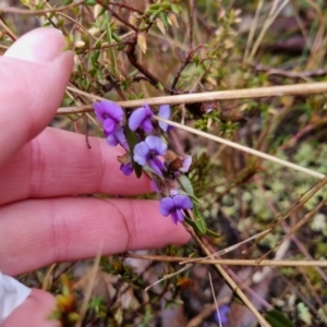 Hovea heterophylla at Bungendore, NSW - 23 Aug 2022