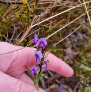 Hovea heterophylla at Bungendore, NSW - 23 Aug 2022