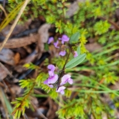 Hovea heterophylla at Bungendore, NSW - 23 Aug 2022