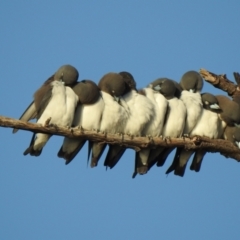 Artamus leucorynchus (White-breasted Woodswallow) at Oak Beach, QLD - 19 Aug 2022 by GlossyGal