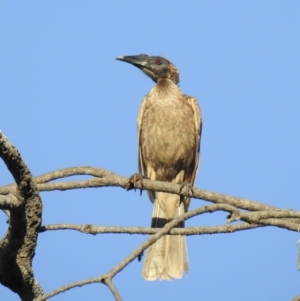 Philemon buceroides at Oak Beach, QLD - 6 Aug 2022 05:21 PM