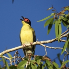 Sphecotheres vieilloti (Australasian Figbird) at Oak Beach, QLD - 10 Aug 2022 by GlossyGal