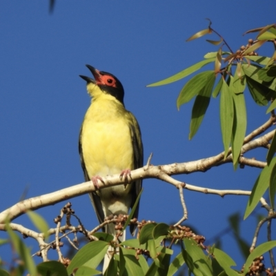 Sphecotheres vieilloti (Australasian Figbird) at Oak Beach, QLD - 10 Aug 2022 by GlossyGal