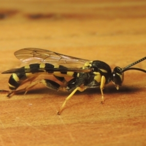 Ichneumonidae (family) at Pollinator-friendly garden Conder - 3 May 2022