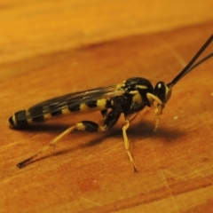 Metopius sp. (genus) at suppressed - 3 May 2022