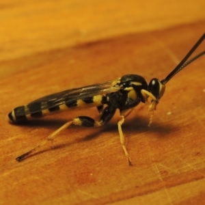 Ichneumonidae (family) at Pollinator-friendly garden Conder - 3 May 2022