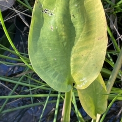 Alisma plantago-aquatica (Water Plantain) at Hackett, ACT - 29 May 2022 by JaneR