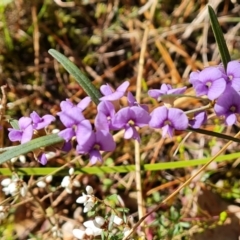 Hovea heterophylla (Common Hovea) at Isaacs, ACT - 24 Aug 2022 by Mike