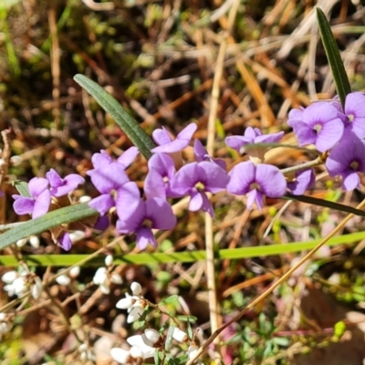 Hovea heterophylla (Common Hovea) at Isaacs, ACT - 24 Aug 2022 by Mike