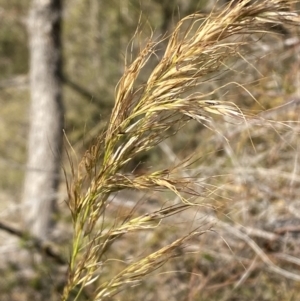 Austrostipa sp. at Tennent, ACT - 24 Aug 2022