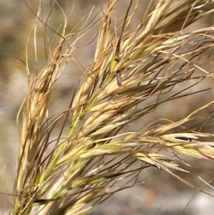 Austrostipa sp. at Tennent, ACT - 24 Aug 2022