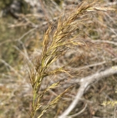 Austrostipa sp. at Tennent, ACT - 24 Aug 2022