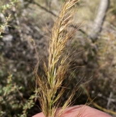 Austrostipa sp. at Tennent, ACT - 24 Aug 2022