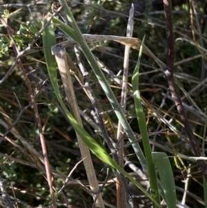 Austrostipa sp. at Tennent, ACT - 24 Aug 2022