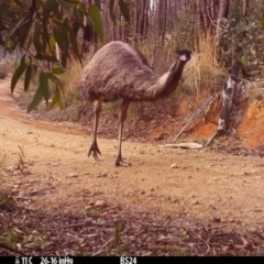 Dromaius novaehollandiae (Emu) at Gibraltar Pines - 13 Jul 2022 by Westy