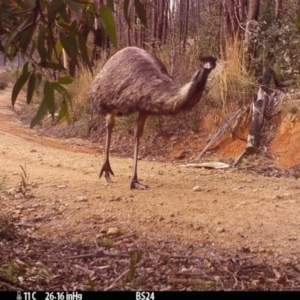 Dromaius novaehollandiae at Paddys River, ACT - 13 Jul 2022 04:11 PM