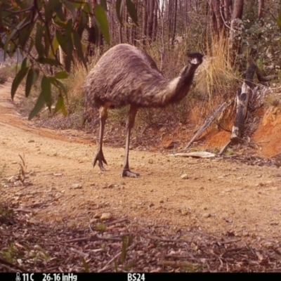 Dromaius novaehollandiae (Emu) at Gibraltar Pines - 13 Jul 2022 by Westy