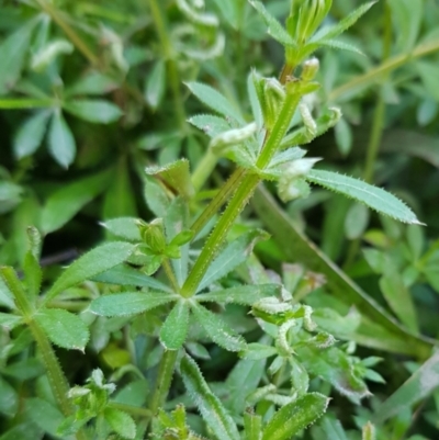 Galium aparine (Goosegrass, Cleavers) at Namadgi National Park - 24 Aug 2022 by HappyWanderer